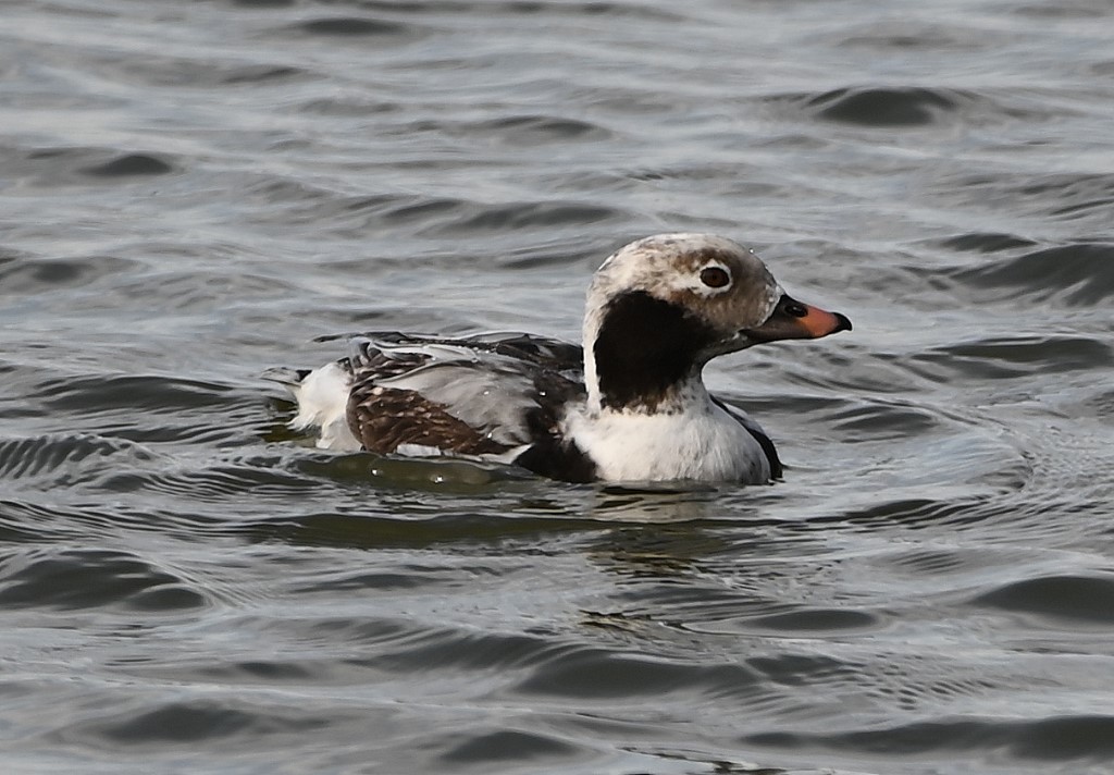 Long-tailed Duck - ML429817911