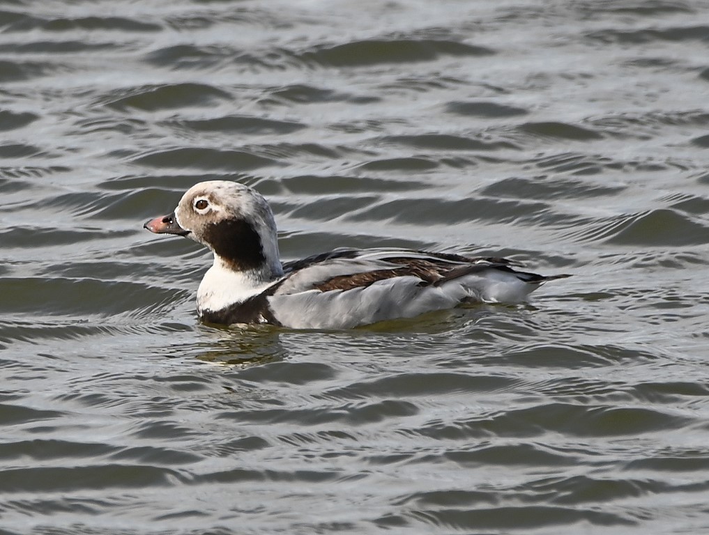 Long-tailed Duck - ML429817931