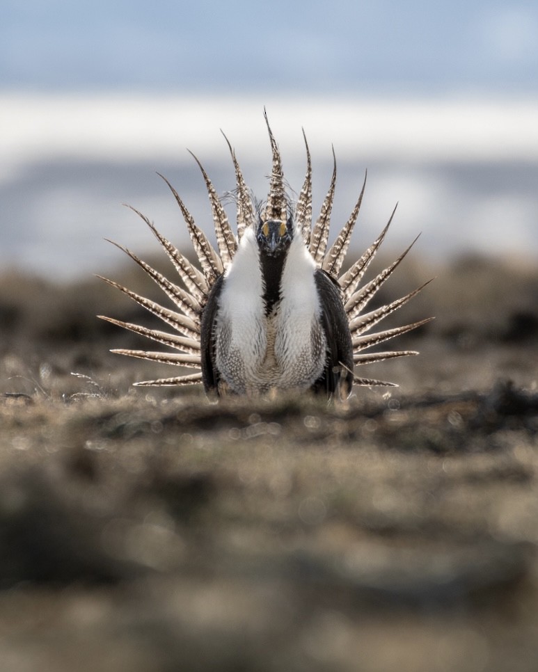 Greater Sage-Grouse - ML429818621