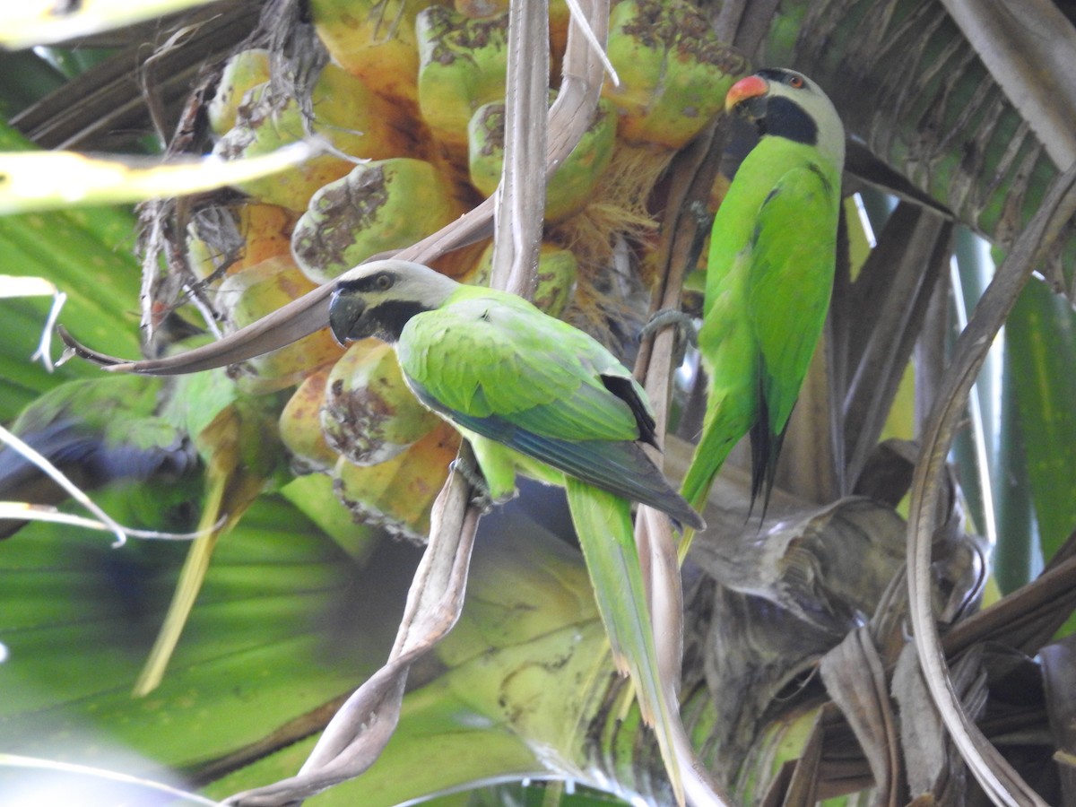 Nikobar Yeşil Papağanı - ML429820771