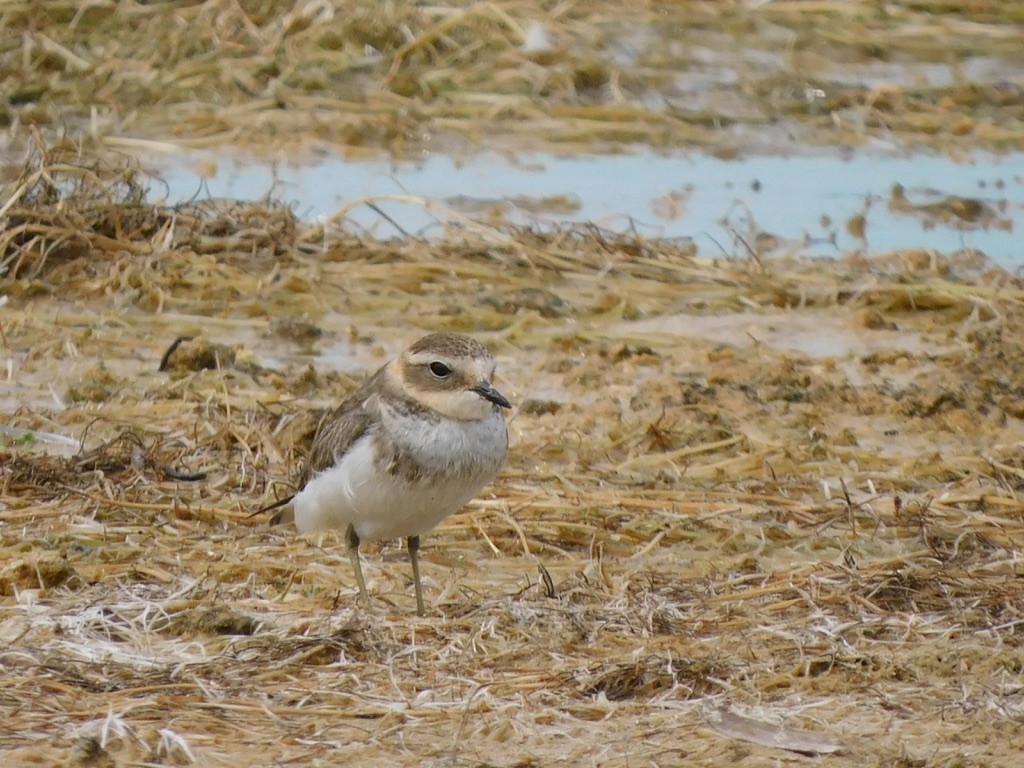 Double-banded Plover - ML429824001