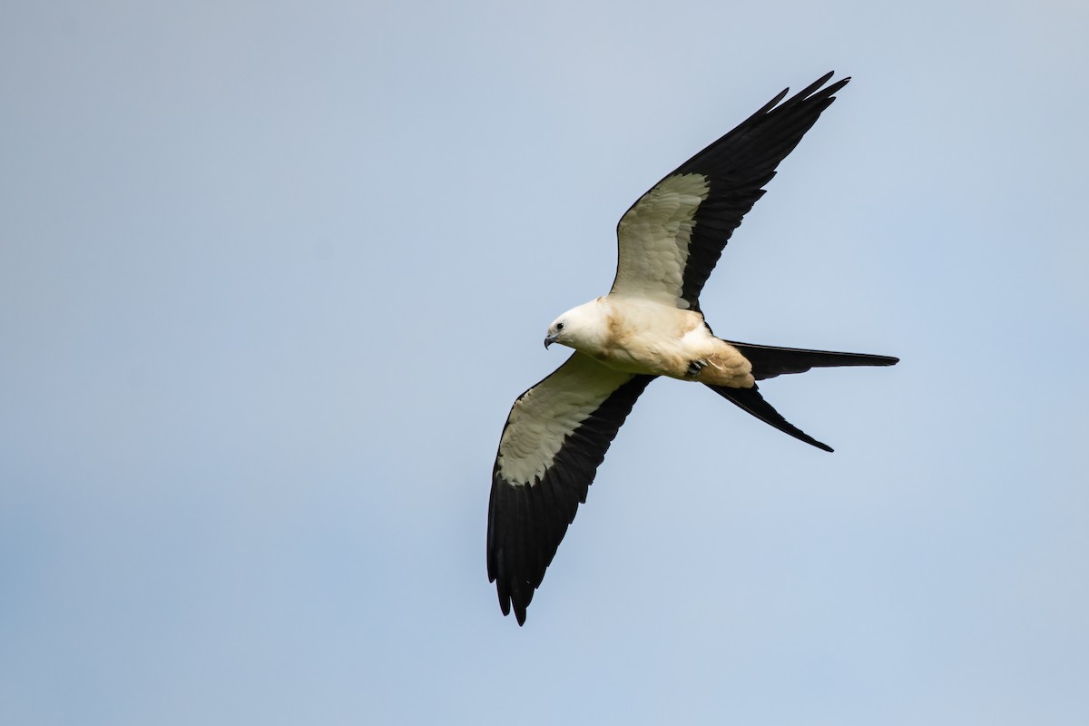 Swallow-tailed Kite - Moishie Hersko
