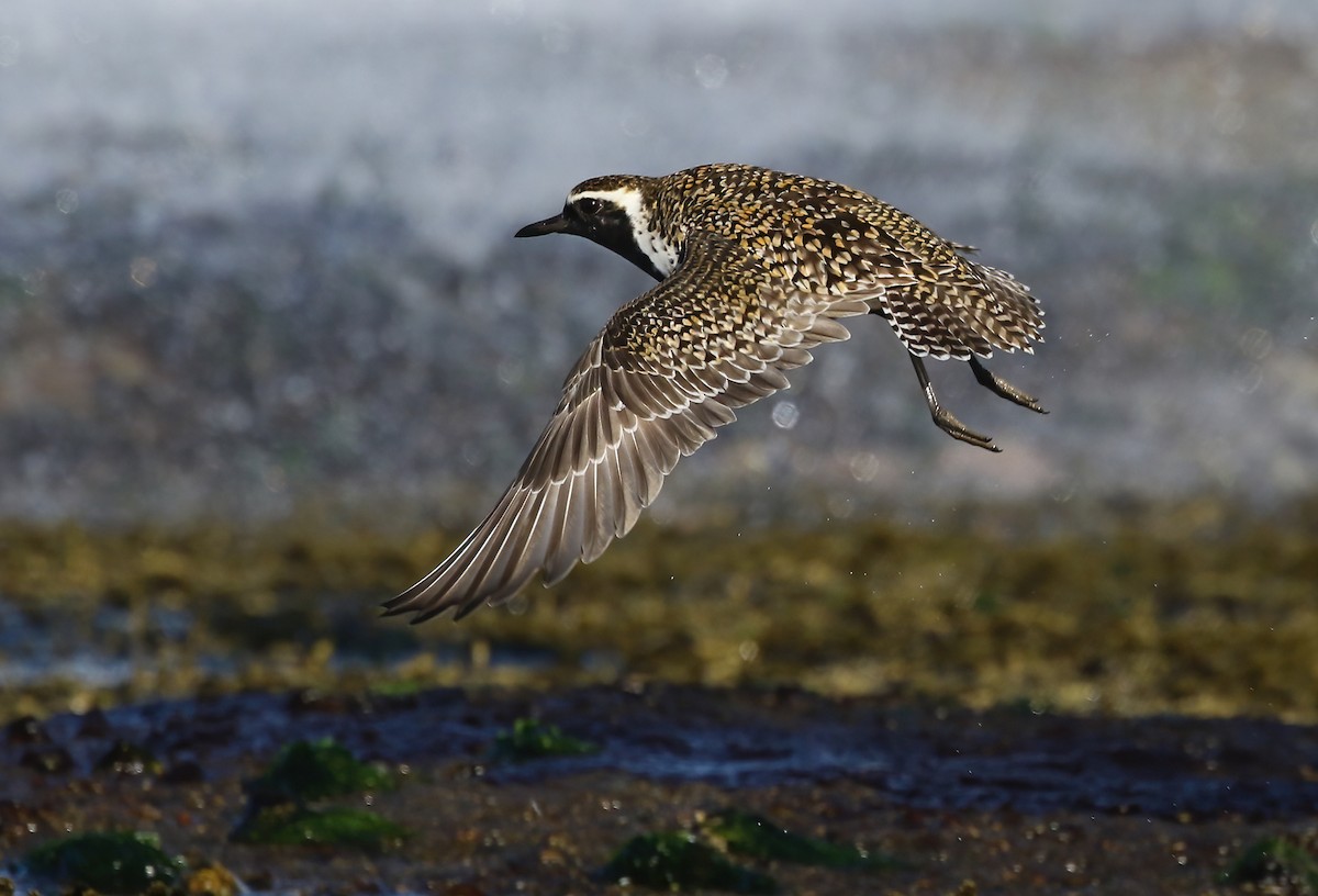 Pacific Golden-Plover - David Ongley