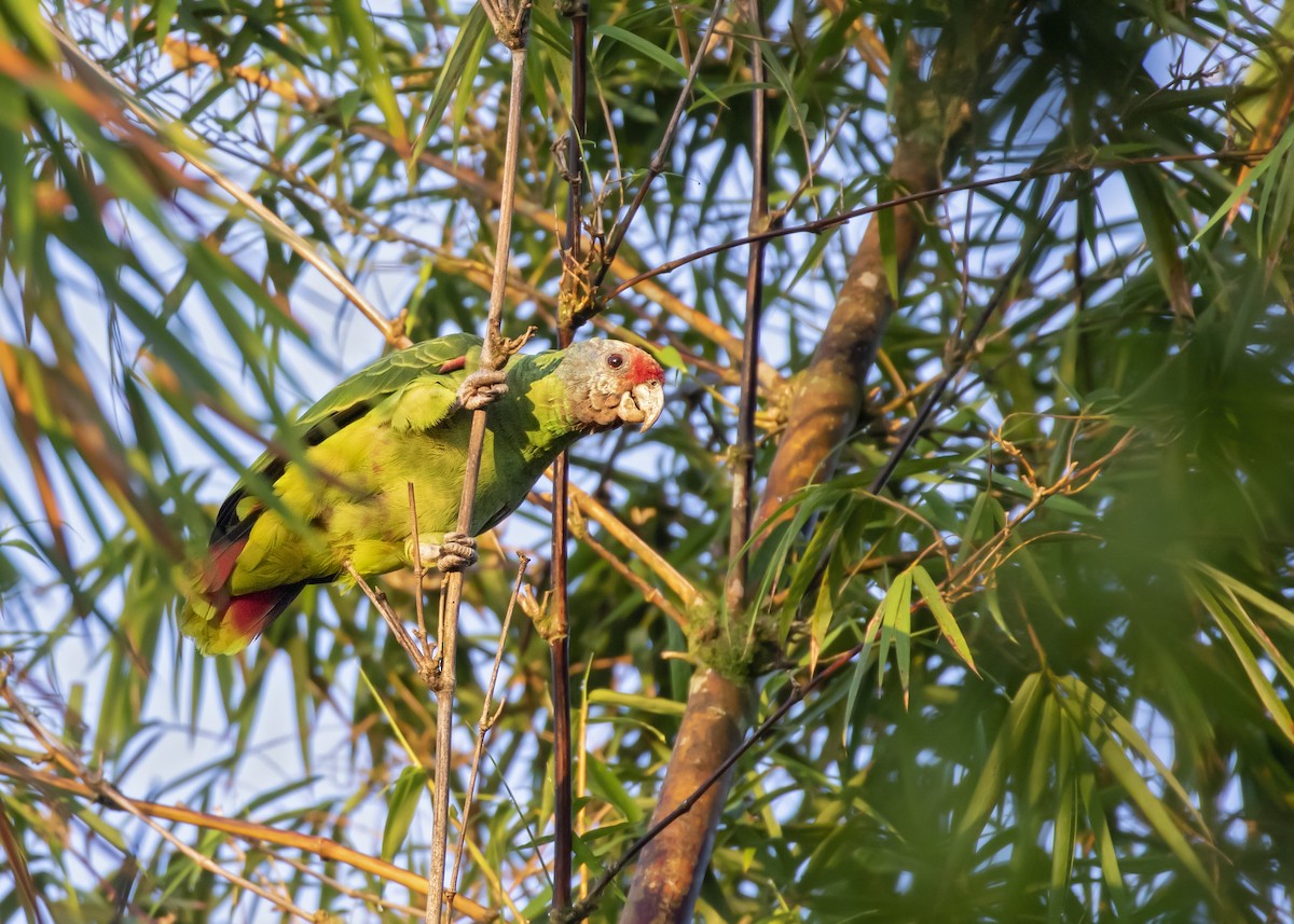 Red-tailed Parrot - Caio Brito