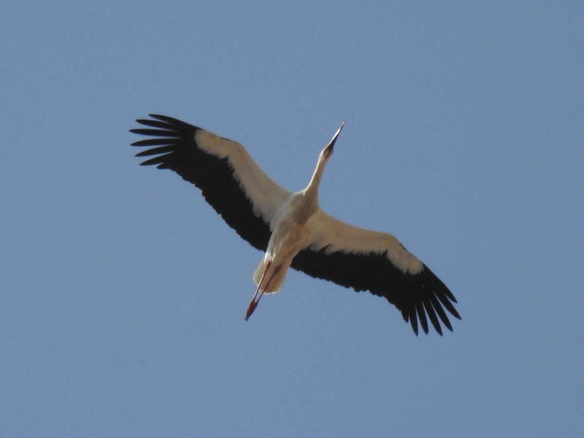 White Stork - Aris Vouros