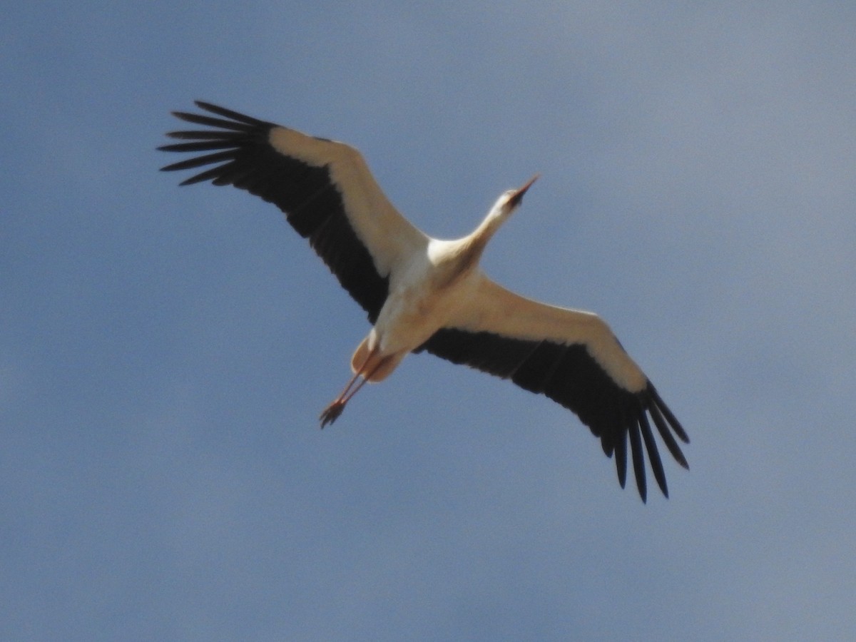 White Stork - ML429837361