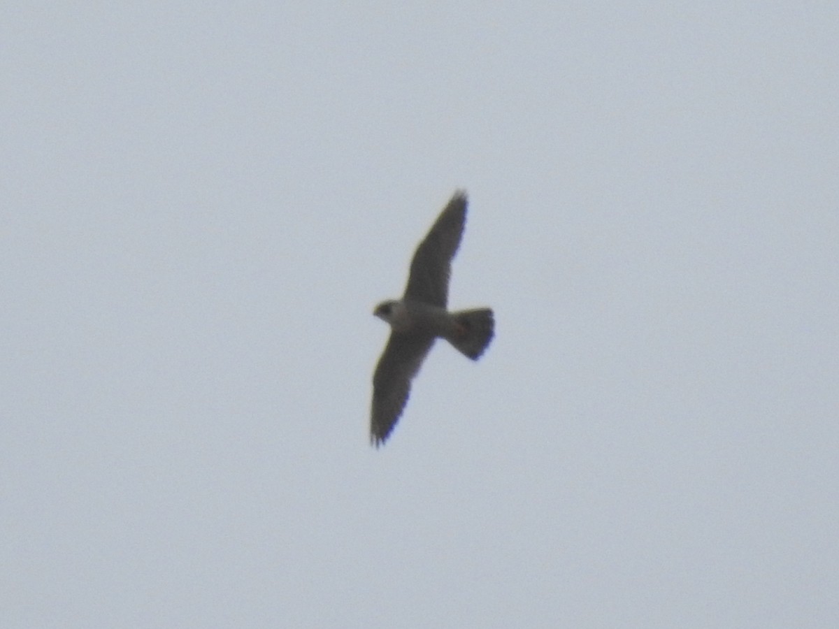 Peregrine Falcon - Aris Vouros