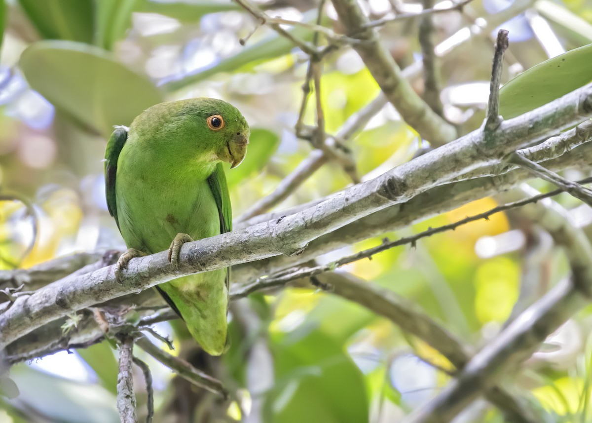 Brown-backed Parrotlet - ML429838661