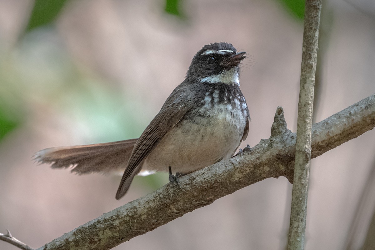 Spot-breasted Fantail - ML429848591