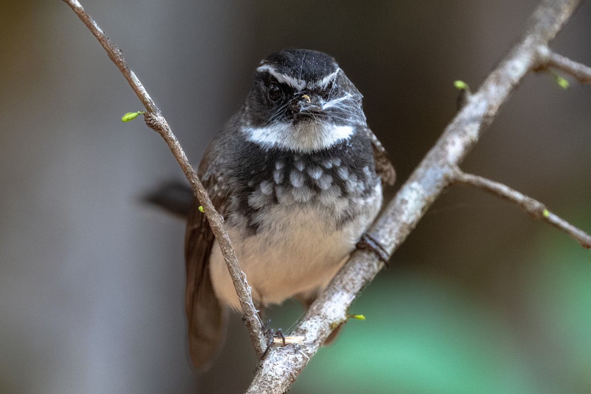 Spot-breasted Fantail - ML429848791
