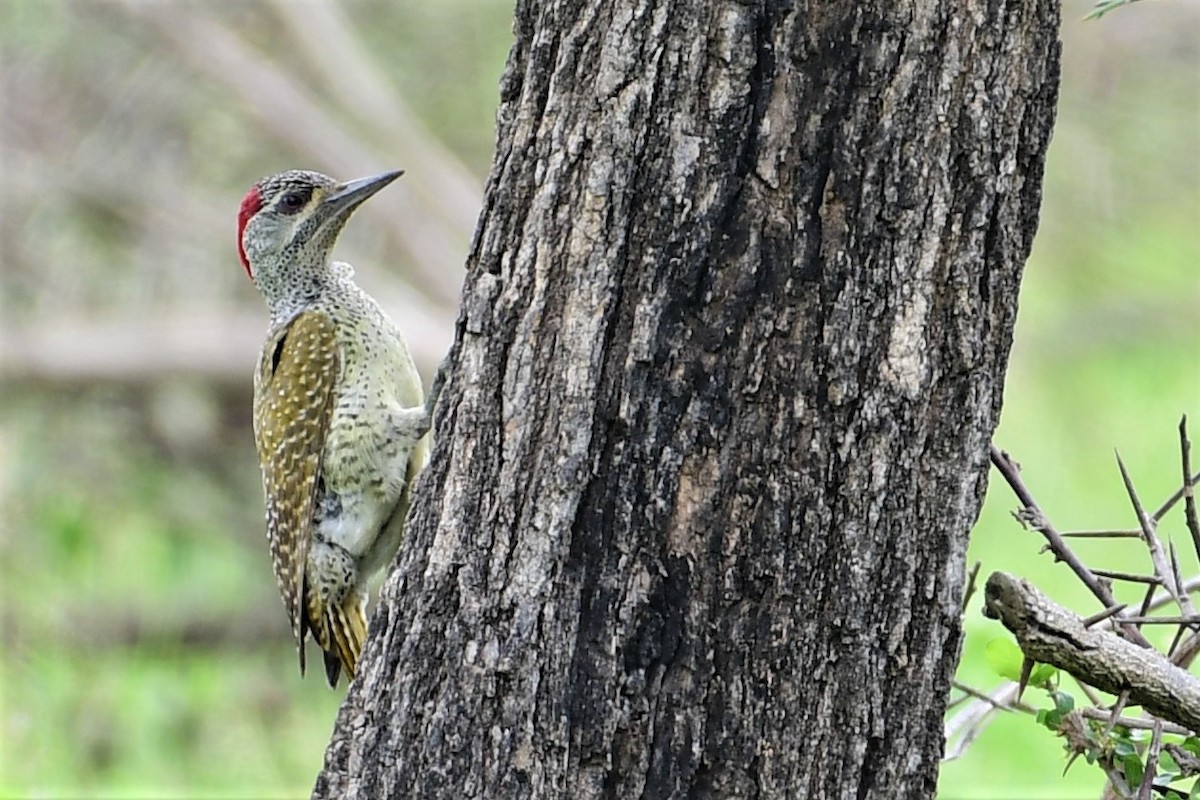 Fine-spotted Woodpecker - ML429850821