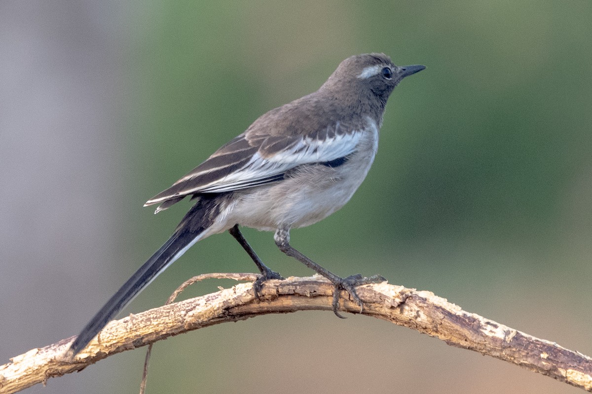 White-browed Wagtail - ML429851691
