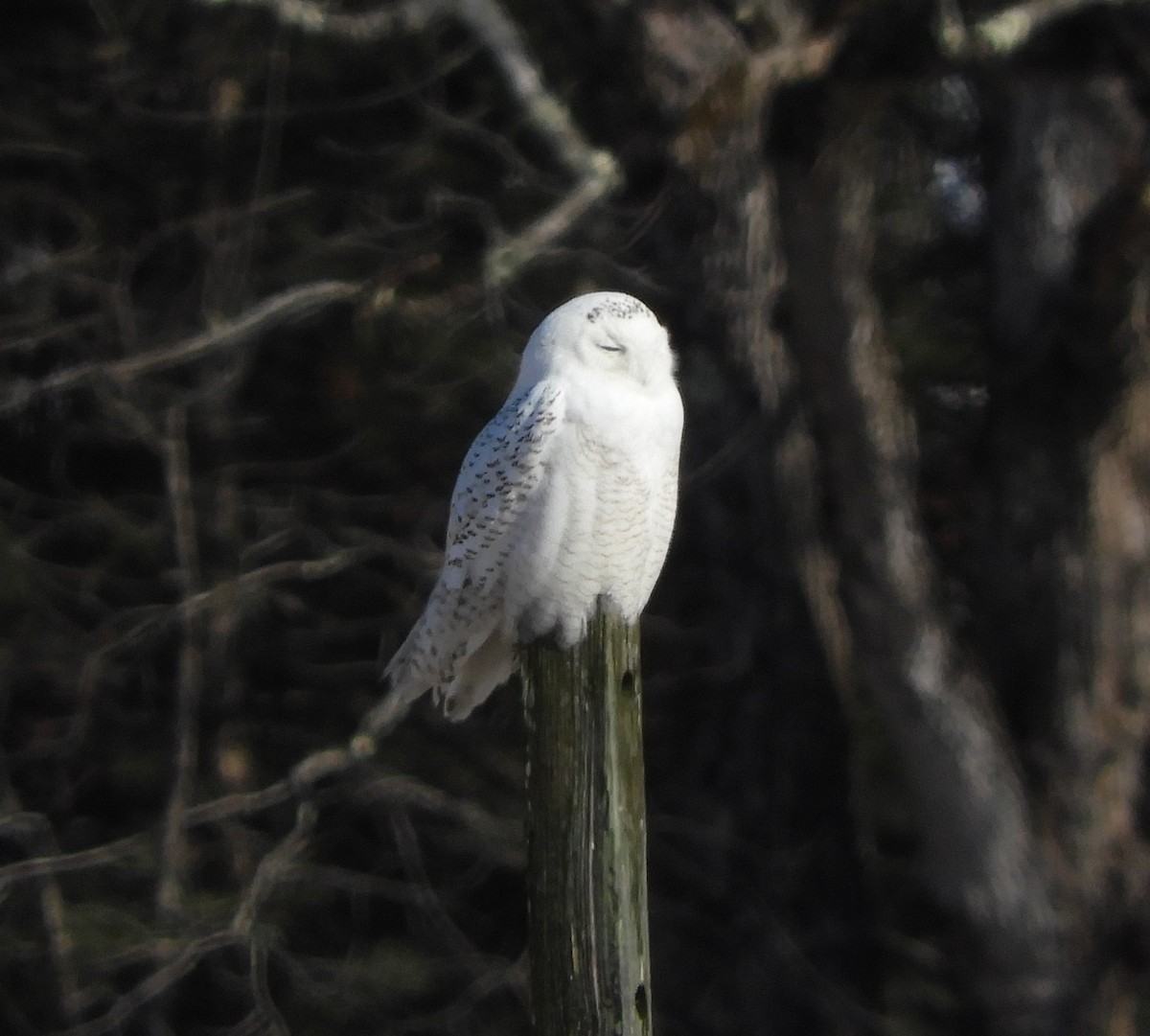 Snowy Owl - ML429856141