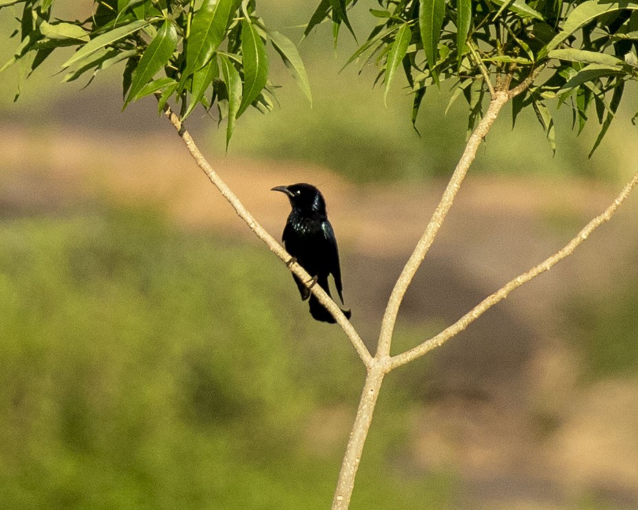 Hair-crested Drongo - ML429860161