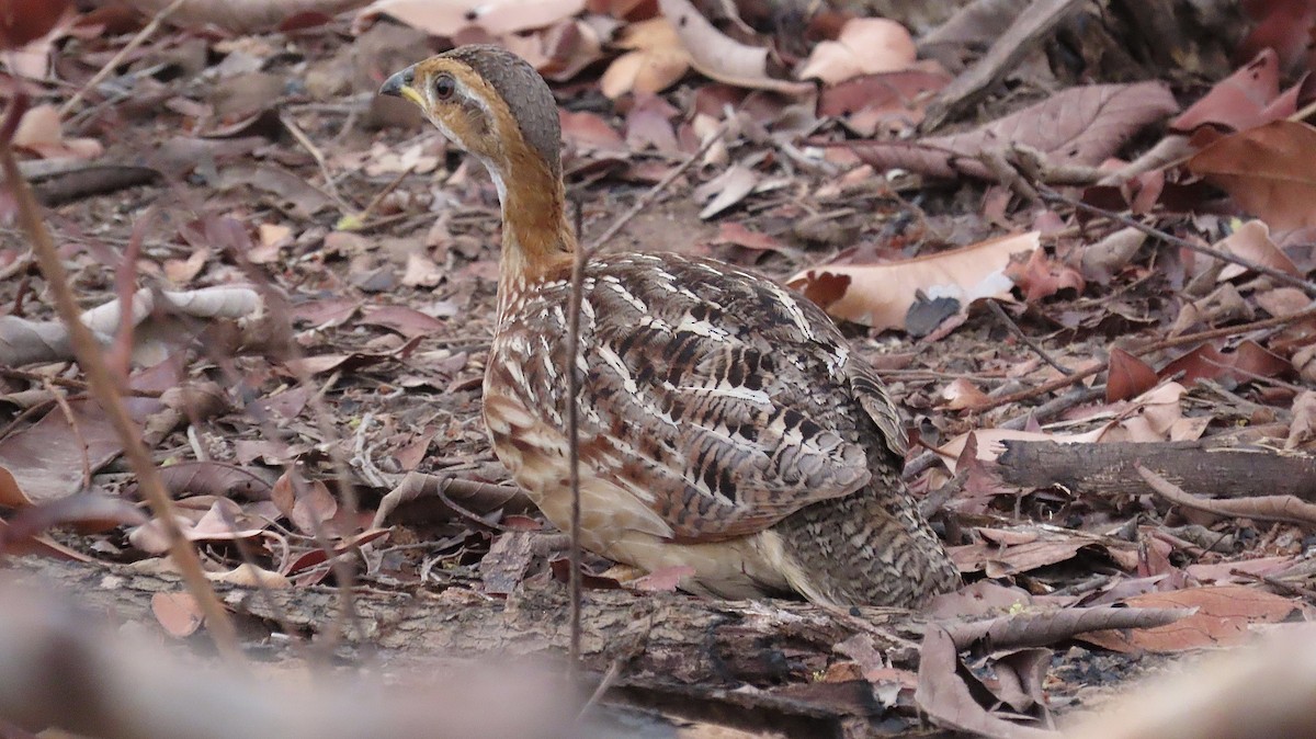 White-throated Francolin - ML429861591