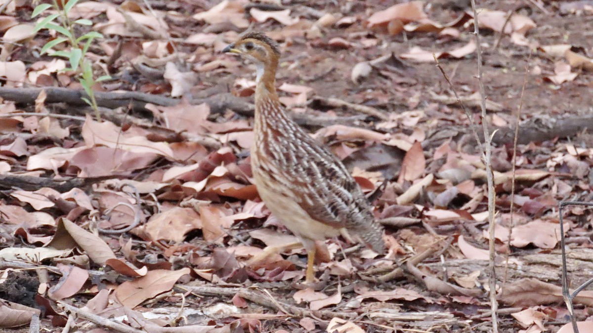 White-throated Francolin - ML429861641