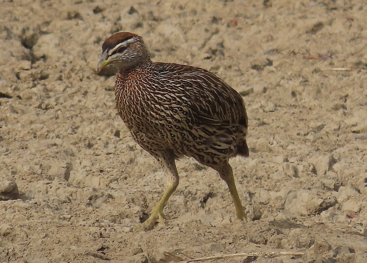 Double-spurred Spurfowl - ML429863501