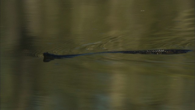 Diamondback Water Snake - ML429864