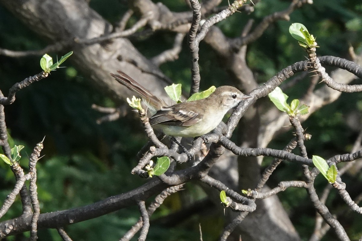 Southern Mouse-colored Tyrannulet - ML429868361
