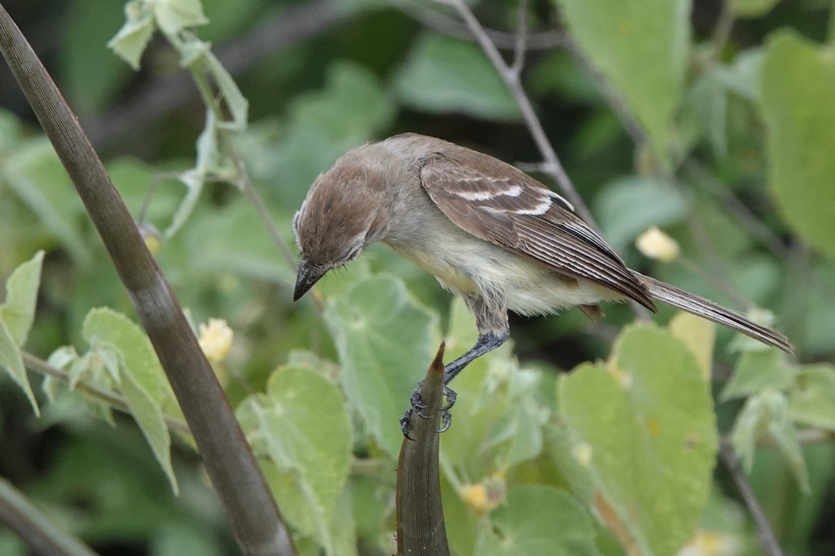 Southern Mouse-colored Tyrannulet - ML429868371