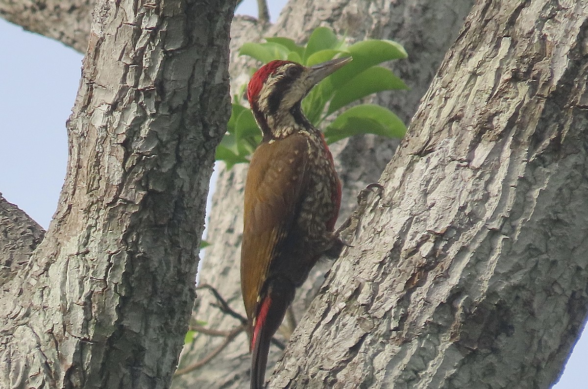 Fire-bellied Woodpecker - ML429872861