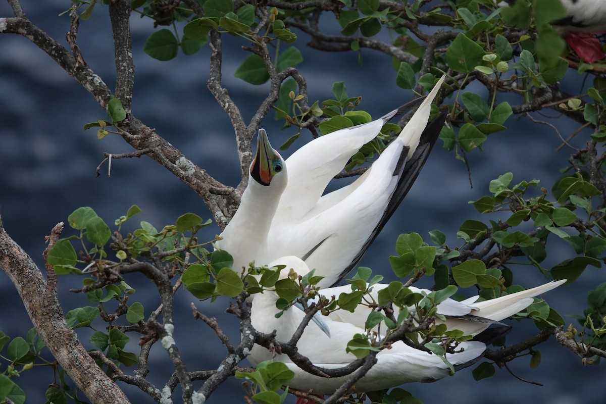 Red-footed Booby - ML429874611
