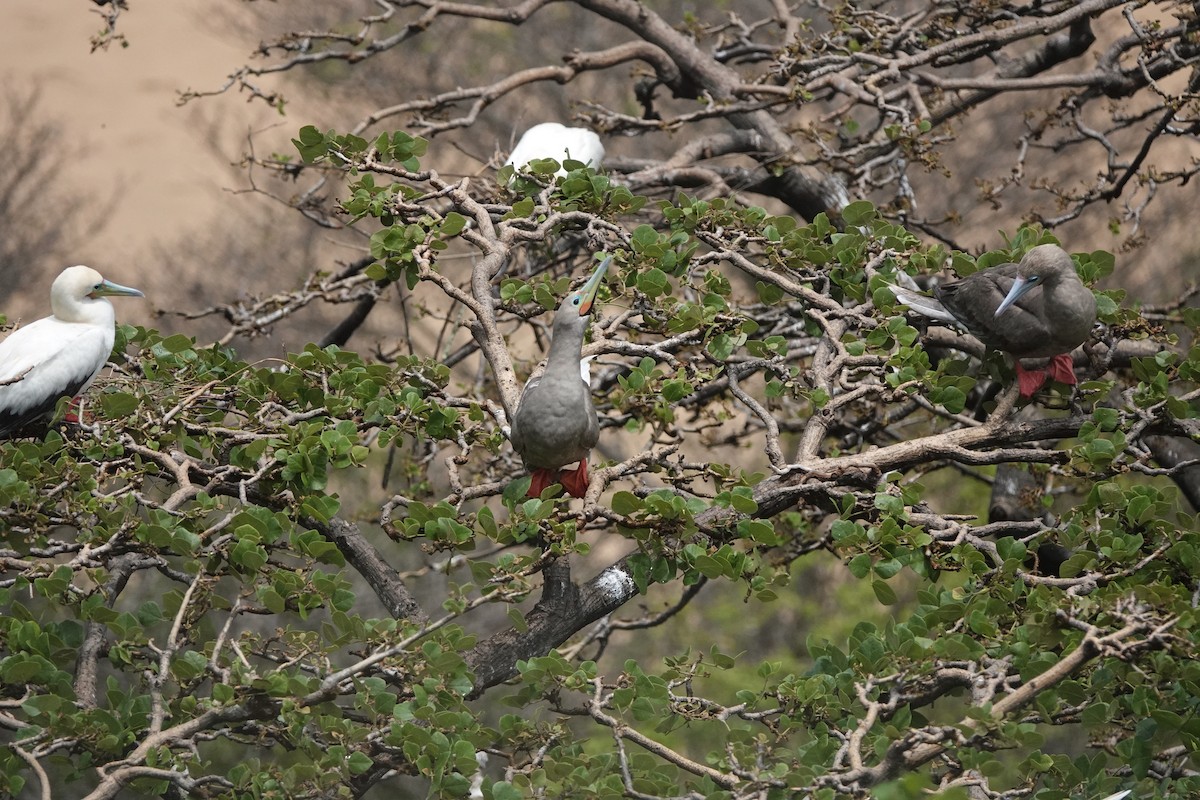 Red-footed Booby - ML429874641