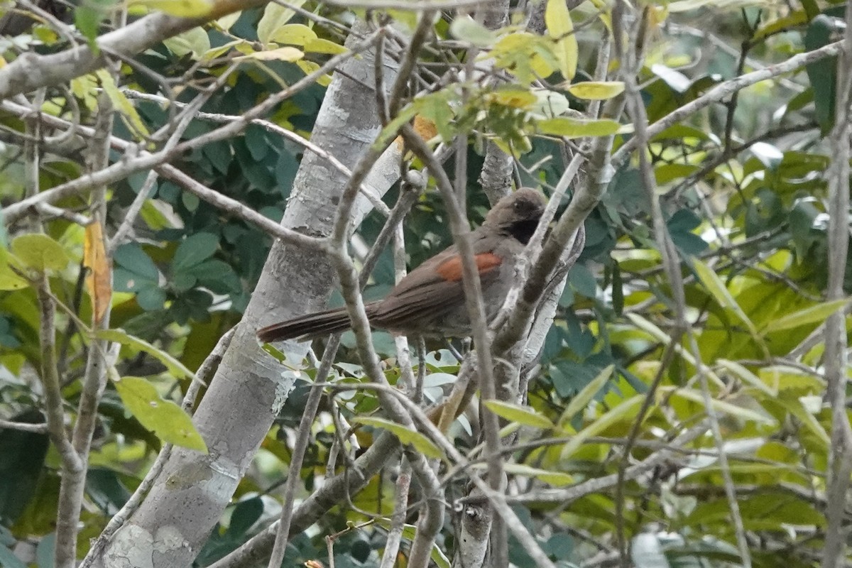 Red-shouldered Spinetail - ML429875011