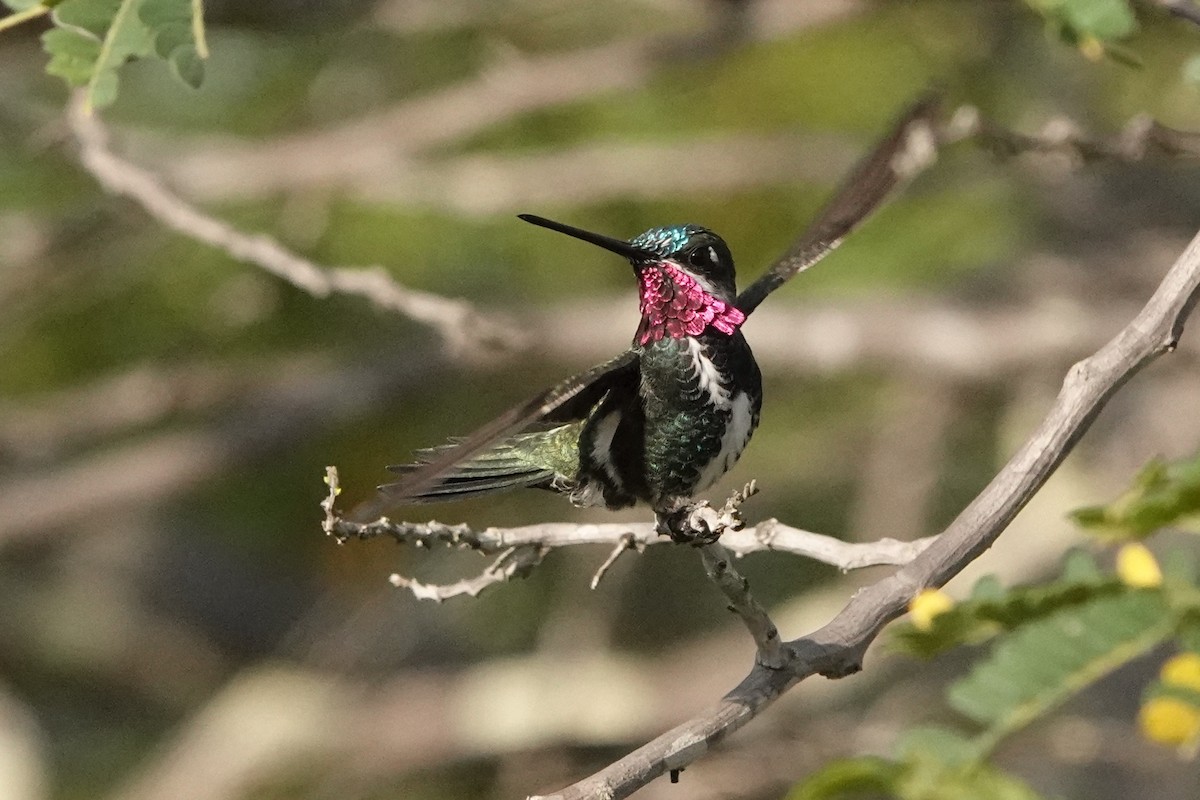 kolibřík fialovolímcový - ML429880521