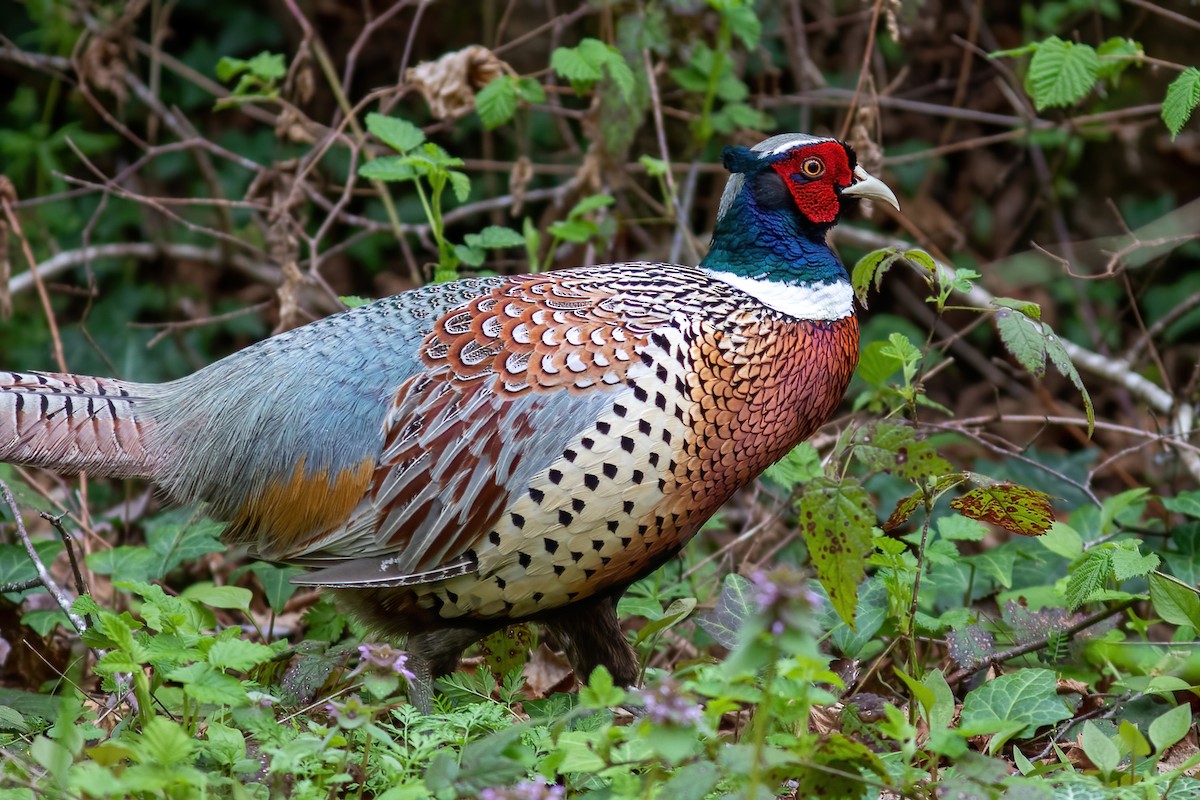Ring-necked Pheasant - ML429885941