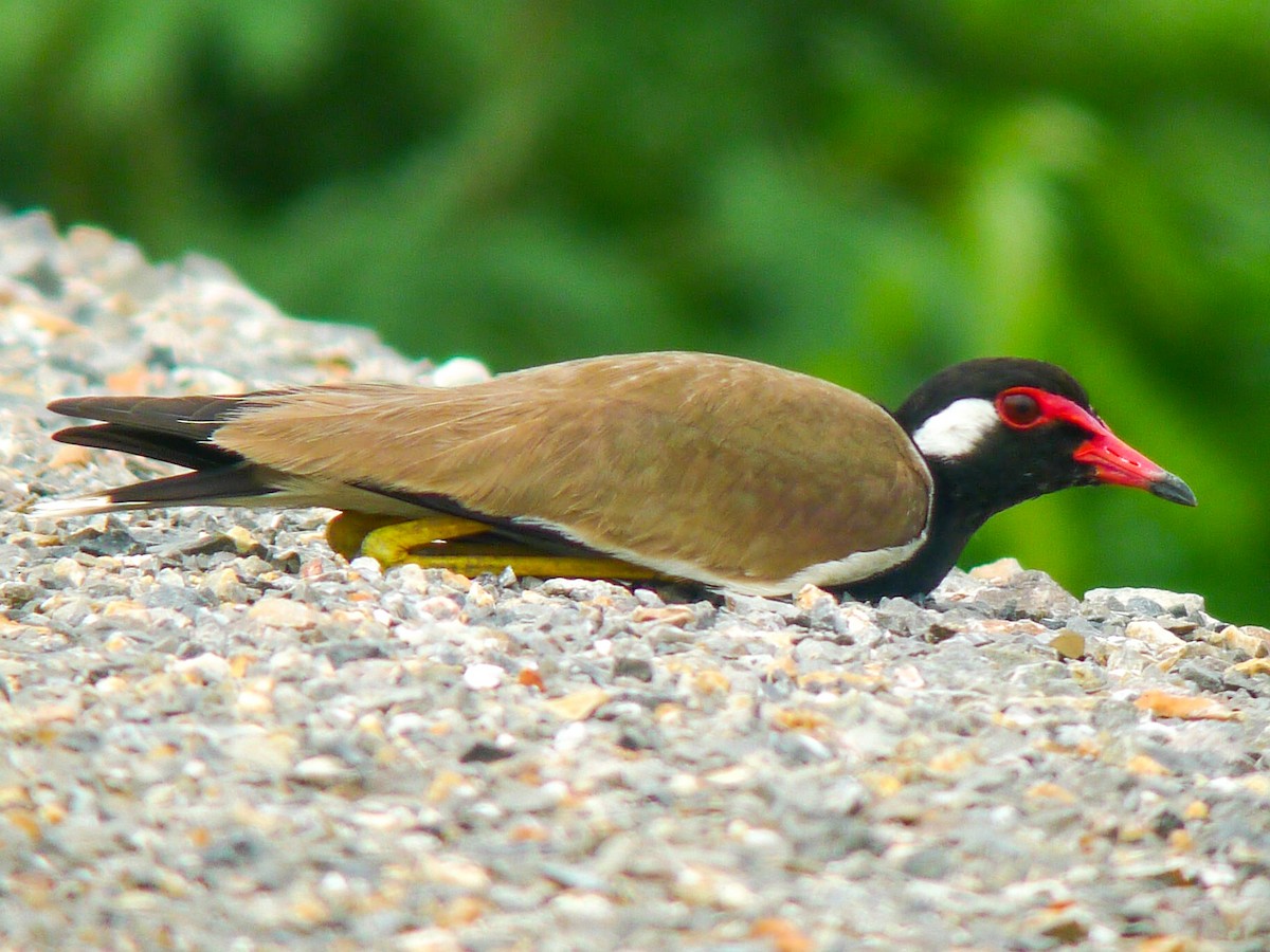 Red-wattled Lapwing - Roger Horn