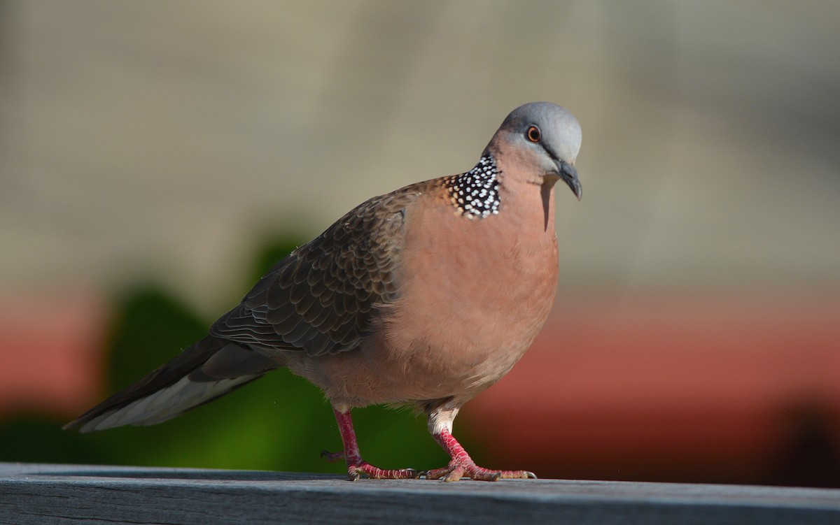 Spotted Dove - ML429889361