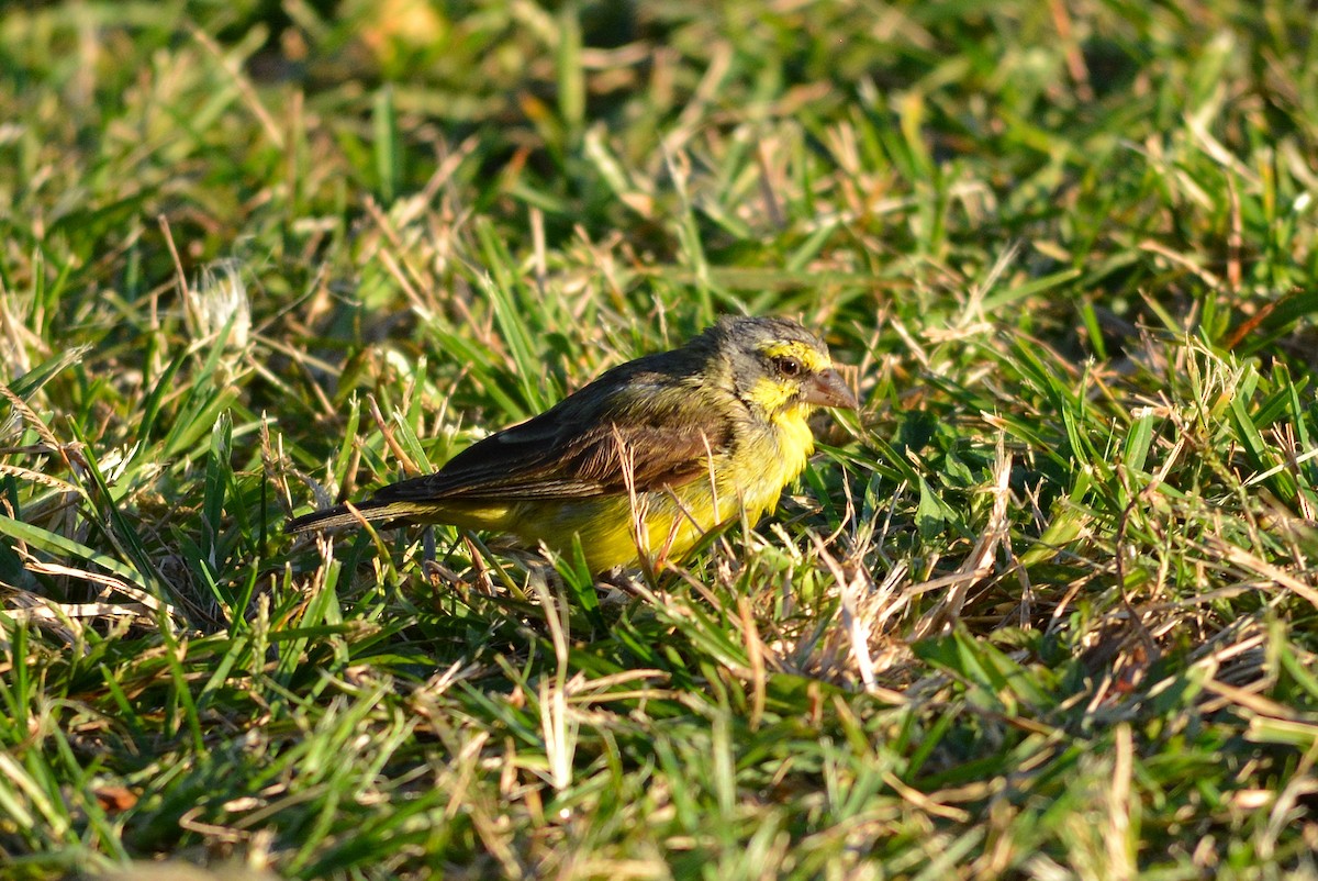 Yellow-fronted Canary - ML429890761