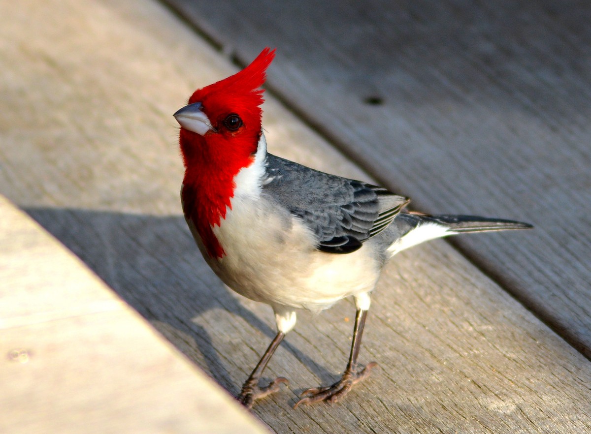 Red-crested Cardinal - ML429891331