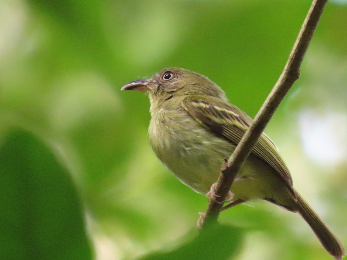 Southern Bentbill - Suzanne Roberts