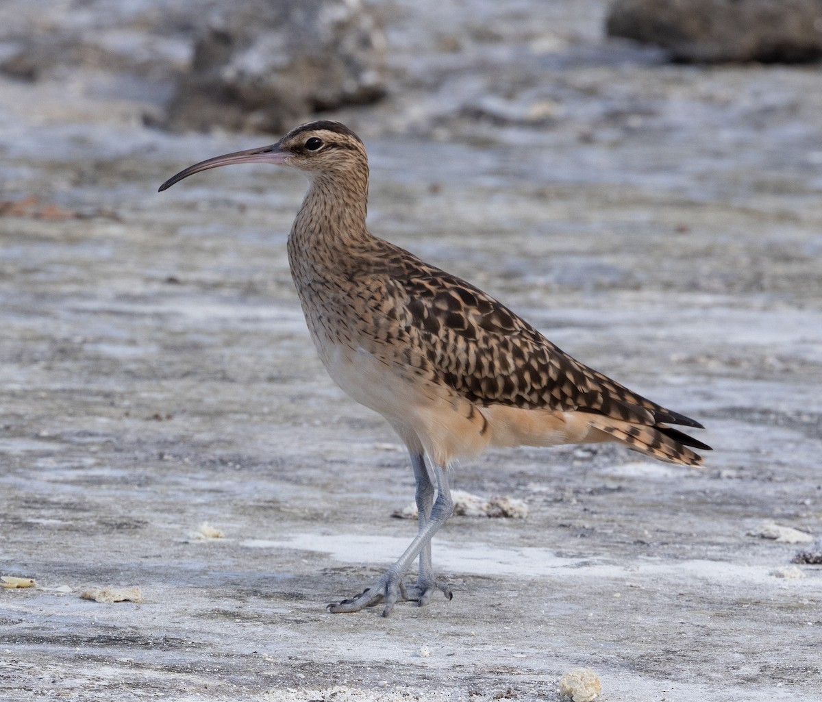 Bristle-thighed Curlew - ML429894821
