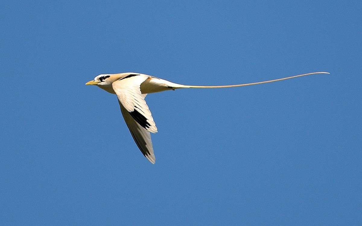 White-tailed Tropicbird - ML429895131