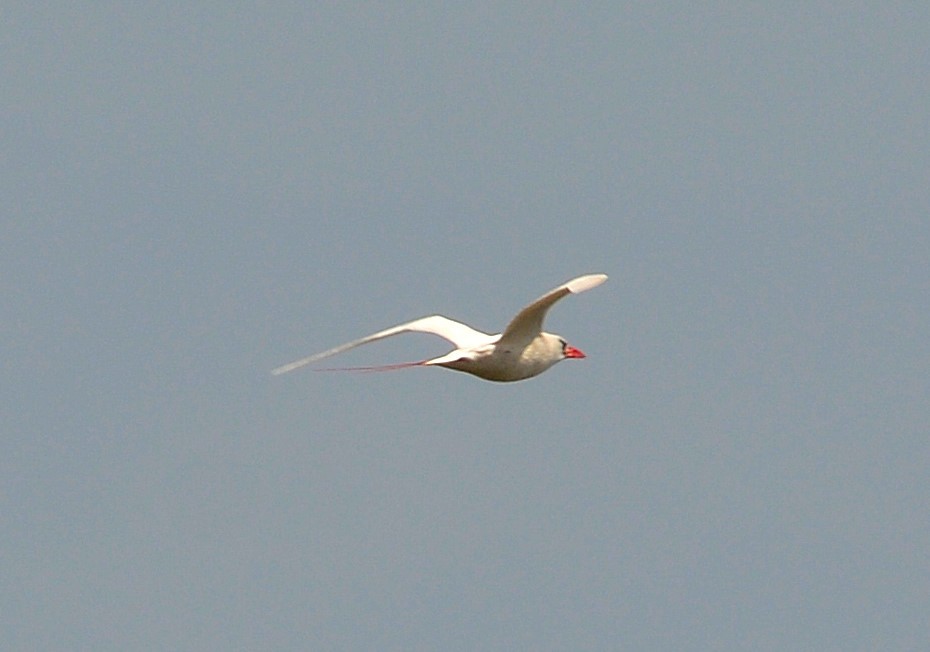 Red-tailed Tropicbird - ML429895301