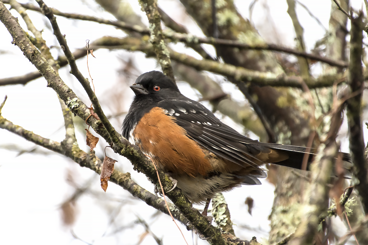 Spotted Towhee - ML42989741