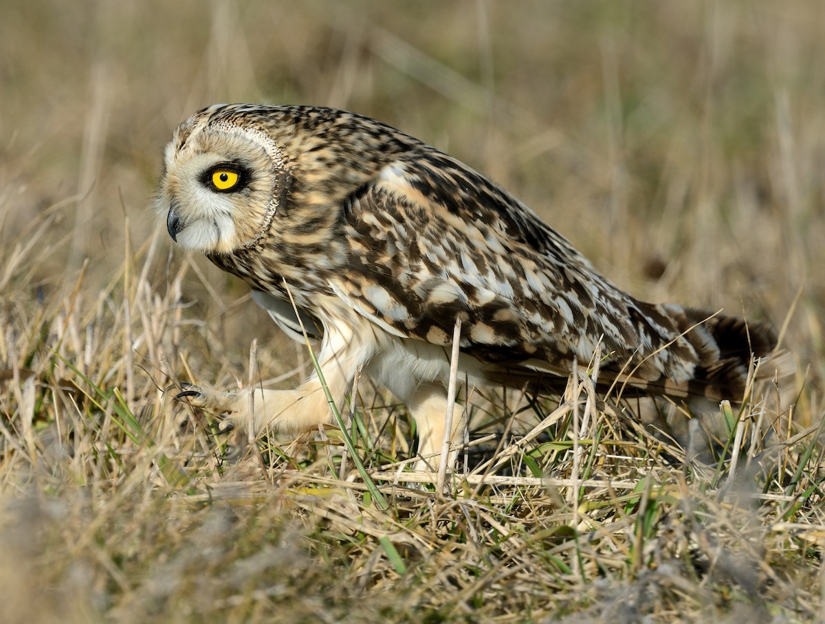 Short-eared Owl - Pavel Štěpánek