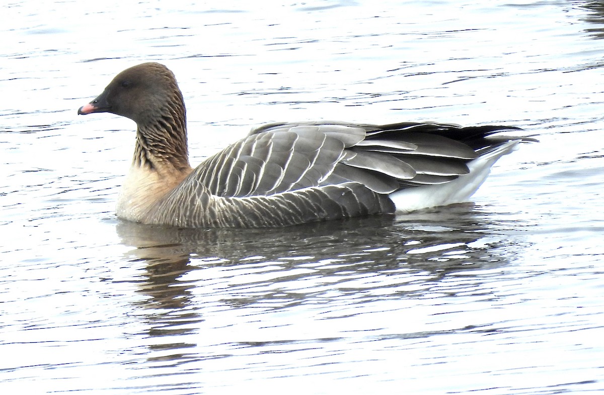 Pink-footed Goose - ML429903941