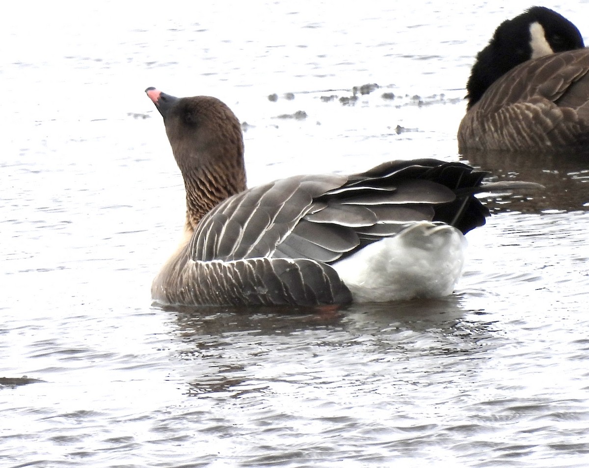 Pink-footed Goose - ML429903951