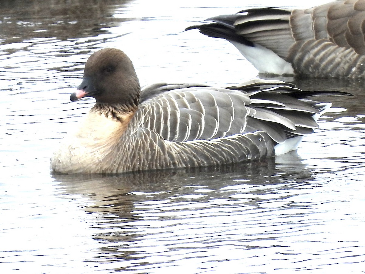 Pink-footed Goose - ML429903971
