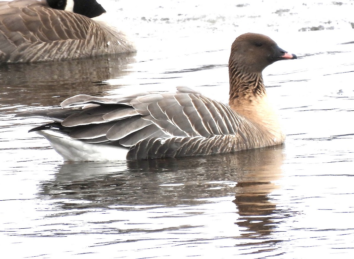Pink-footed Goose - ML429904001