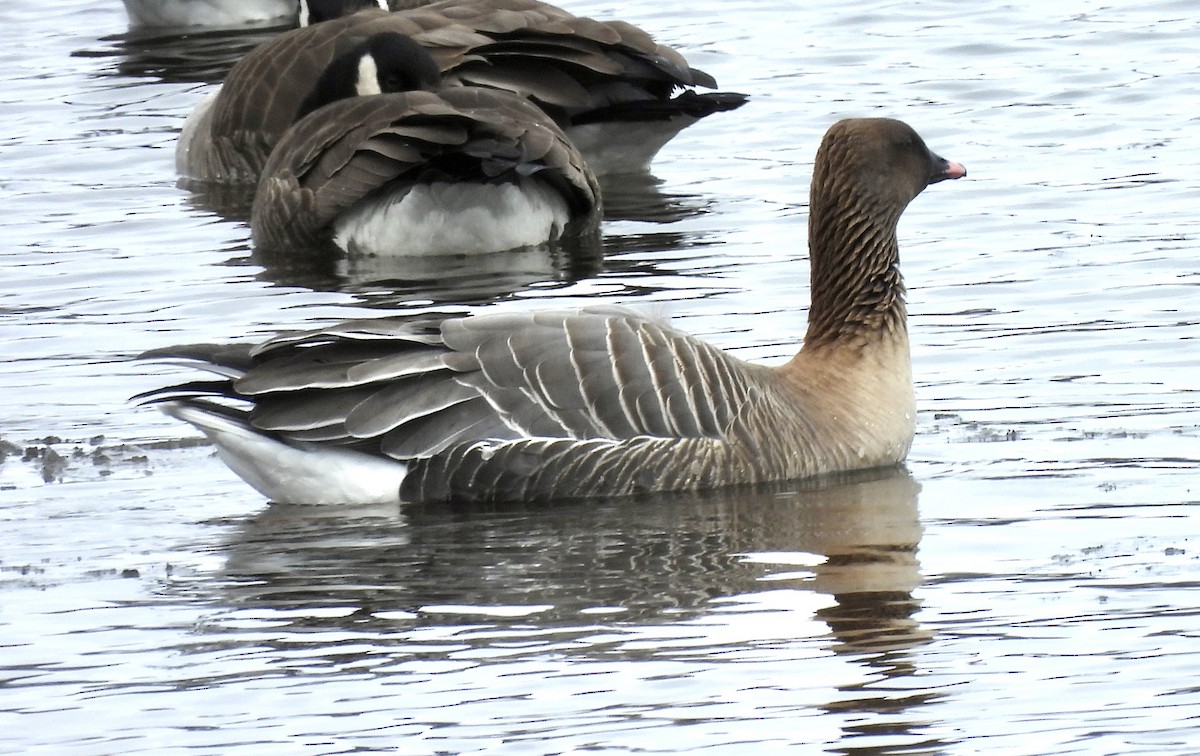 Pink-footed Goose - ML429904021