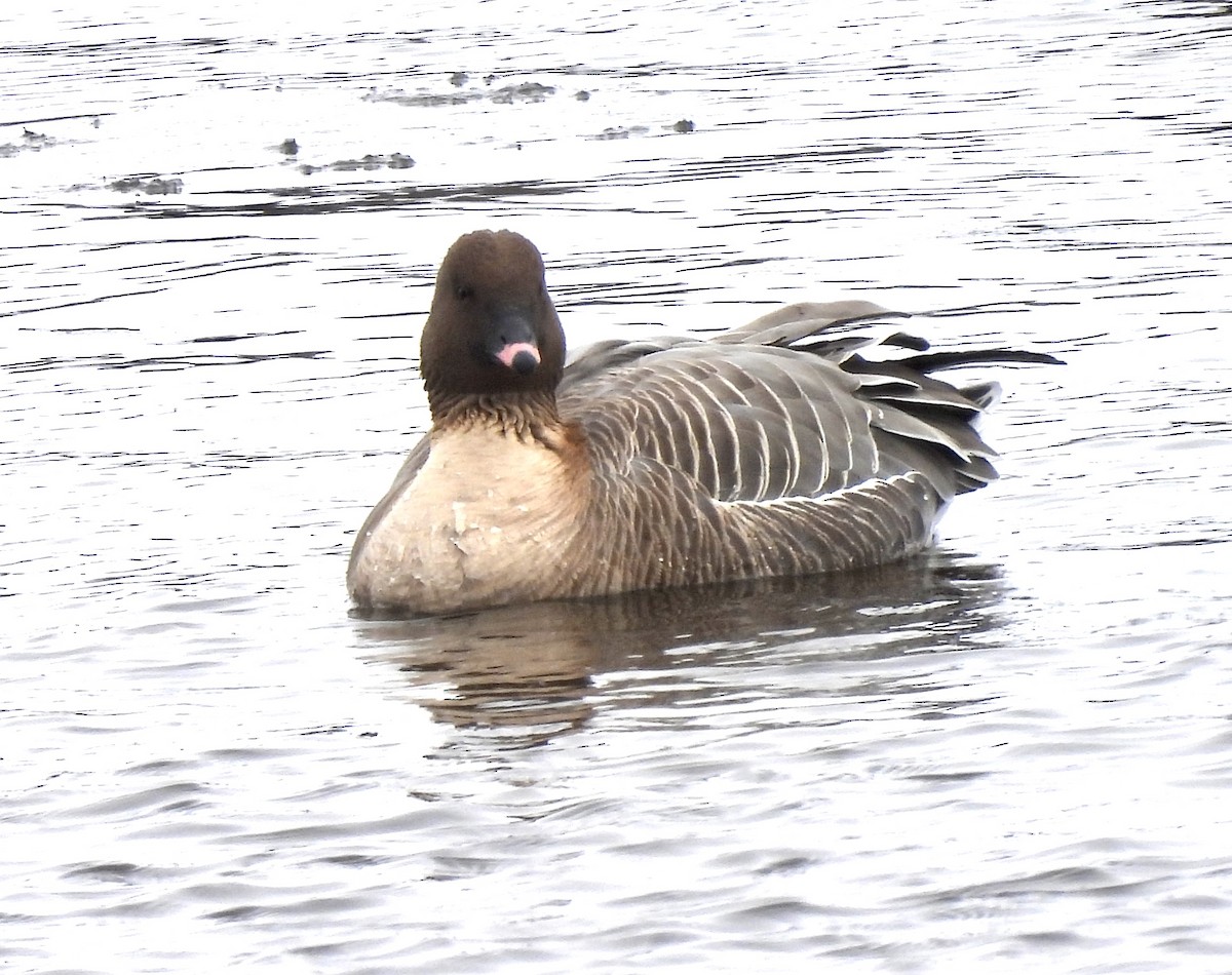 Pink-footed Goose - ML429904031