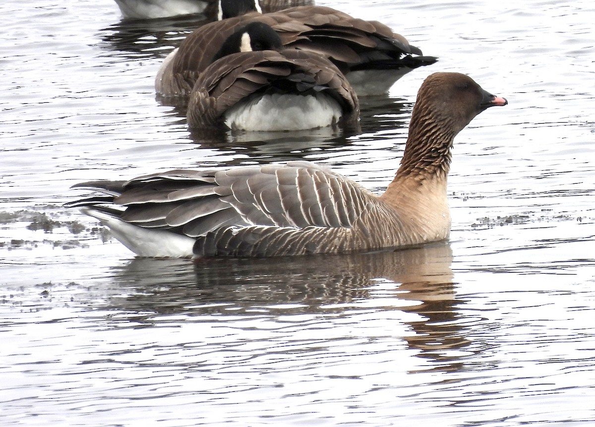Pink-footed Goose - ML429904051