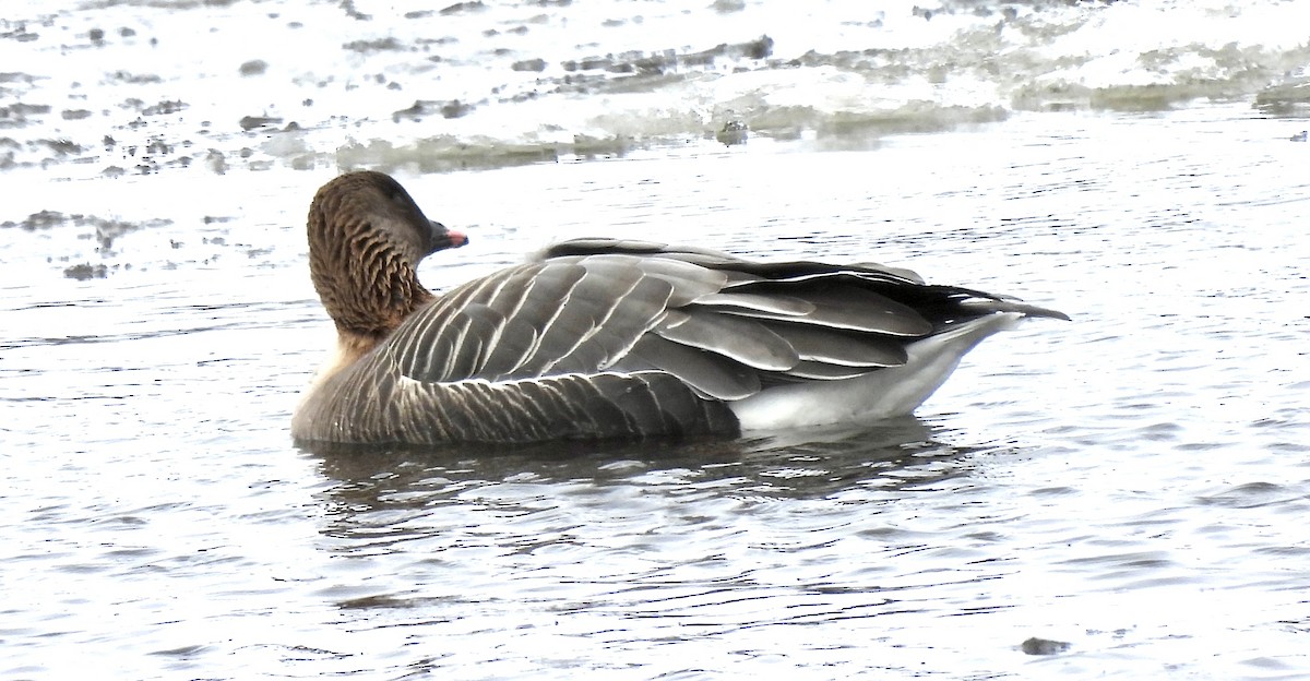 Pink-footed Goose - ML429904061