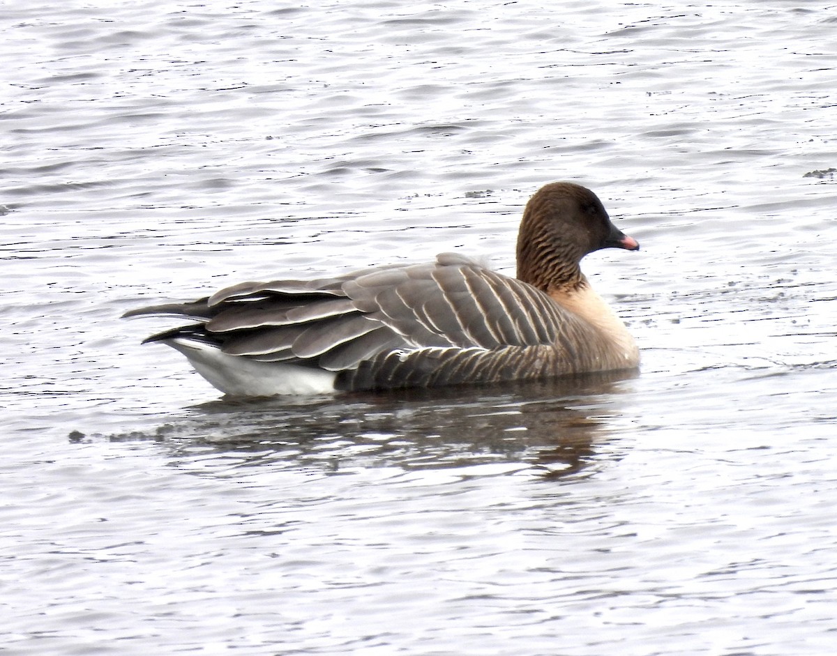 Pink-footed Goose - ML429904071