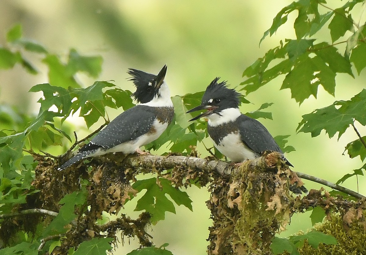 Belted Kingfisher - ML429907951